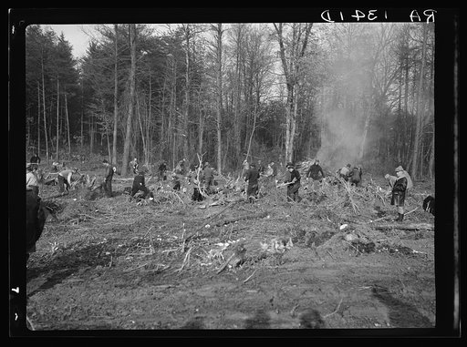 Clearing land at Berwyn, Maryland