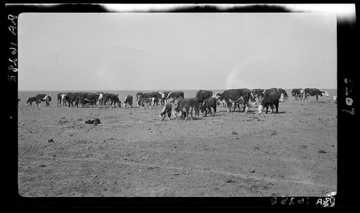 Ideal grazing conditions are afforded by this area if it is properly utilized. Overgrazing has depleted natural forage until feeding scenes like this are common. Mew Mexico