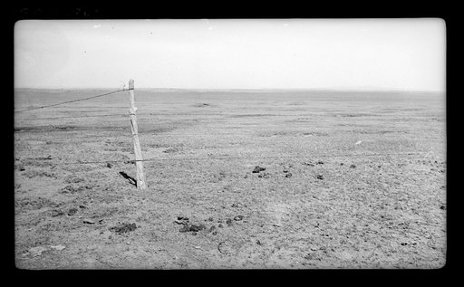 Stand of vega grass eaten off close. In good seasons hay can be cut from areas like this. New Mexico