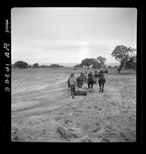 Leveling the land for irrigation on the Bosque Farms project. The tract of two thousand four hundred acres to be cultivated under irrigation. New Mexico