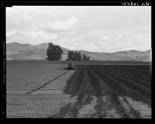 Sugar beet field showing tractor with plowshare attached and Mexican operator. California