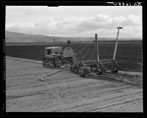 Sugar beet field showing tractor with plowshare attached and operator (Mexican). California