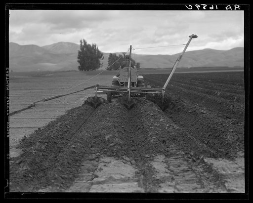 Sugar beet field freshly plowed by tractor with plowshare attached and showing Mexican operator. California
