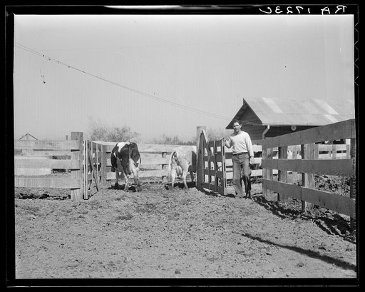 Self-help cooperative dairy. This dairy is being taken over by the Resettlement Administration. Near Santa Ana, California