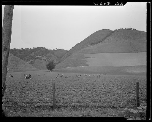 Filipino gang labor in pea fields near Pismo Beach, Nipomo, California. Work for Japanese, live on Japanese ranches. Sixty men in this gang