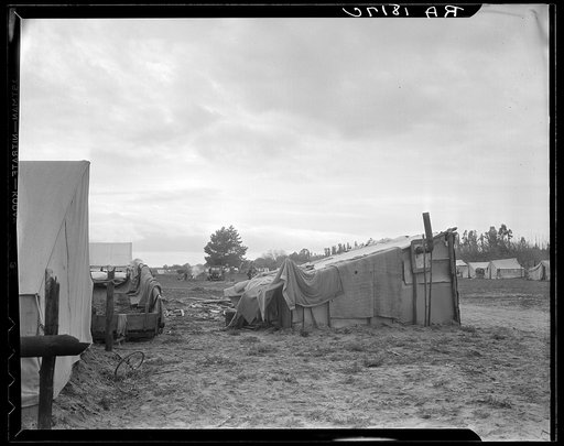 Camps of migrant pea workers. California