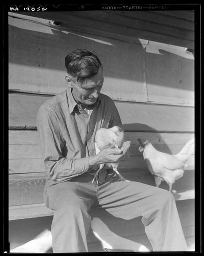 Rural rehabilitation client. San Fernando Valley, California. Chicken farmer making good on rural resettlement loan. Selling case of eggs a day. On state emergency relief administration job before loan