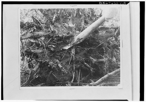 Special tools made by one of the workers to remove soil from the roots of trees in clearing the lake sites at the Berwyn project, Maryland
