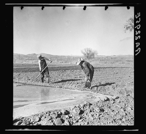 Irrigating a field. Dona Ana County, New Mexico