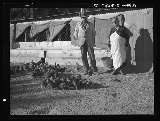 Rehabilitation clients. Five miles outside Phoenix, Arizona. Five hundred dollar loan for poultry (considered a good loan)