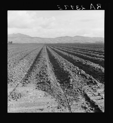 Freshly-plowed sugar beet field near King City. Shows large scale of farm operations in California