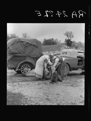 Migrant pea pickers on the road. California
