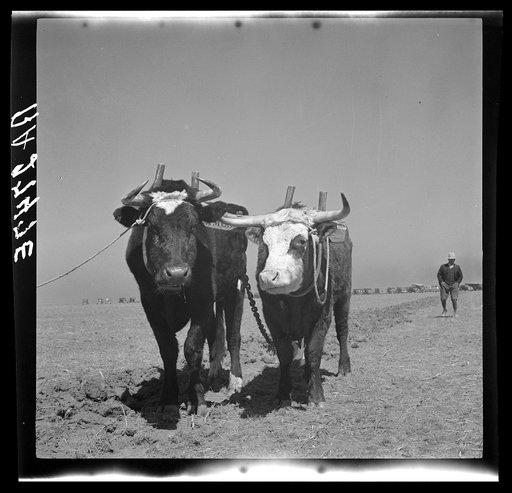 Oxen once used as work animals on the farms of northwest Texas
