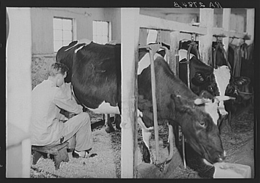 Member of the United Cooperative Society of Fitchburg at his daily work. Massachusetts