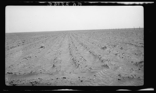 An example of how listing soil into furrows helps impede erosion. Mills, New Mexico