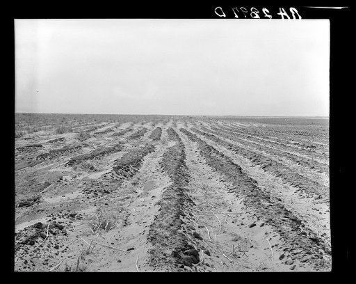 A windswept field. Hartley County, Texas