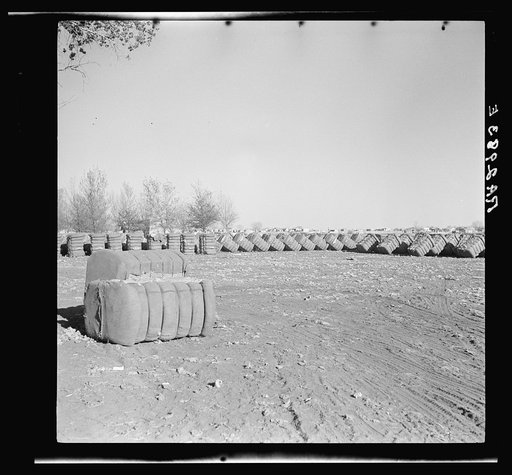 Bales of cotton. Roswell, New Mexico