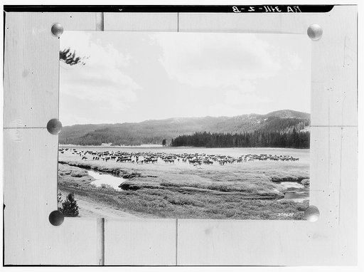 Cattle grazing