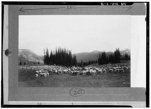 Sheep grazing on the Montezuma National Forest, Colorado