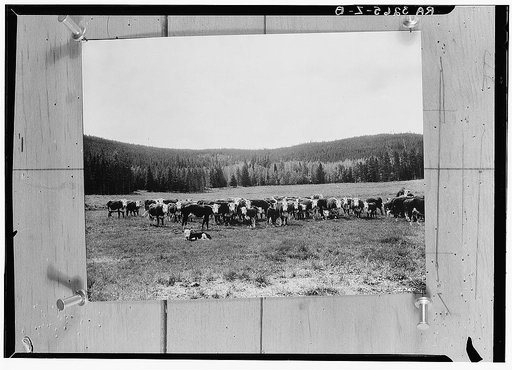 A fine herd of Hereford cattle grazing on the Roosevelt National Forest, Colorado