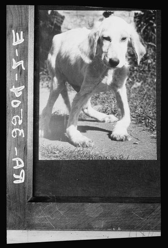 Dog with rickets. U.S. National Agricultural Research Center