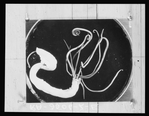 Roundworms. U.S. National Agricultural Research Center