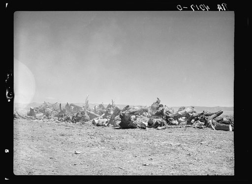 Burning stumps on cleared land. Bosque Farms, New Mexico