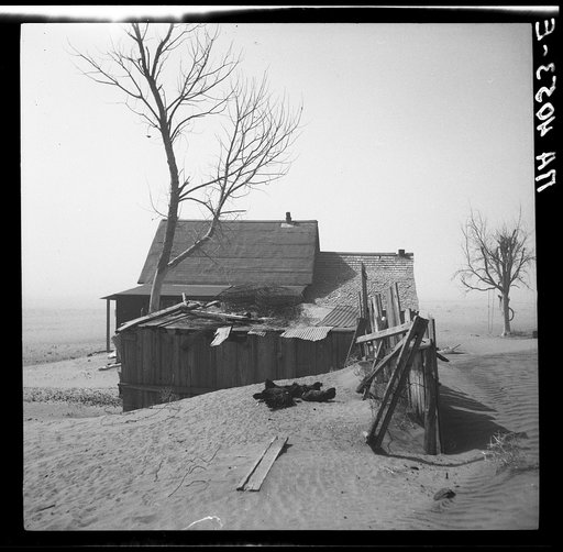 Chickens take shelter from sand. Cimarron County, Oklahoma