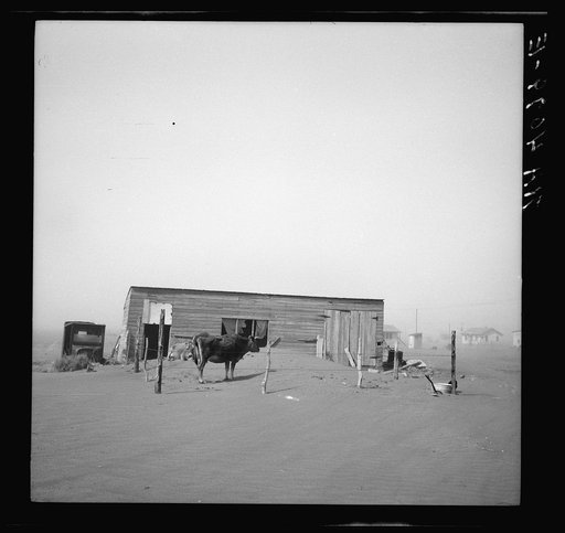 Cows that have been moved into the city still get plenty of dust. Boise City, Oklahoma