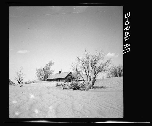 Sand covering orchard. Cimarron County, Oklahoma