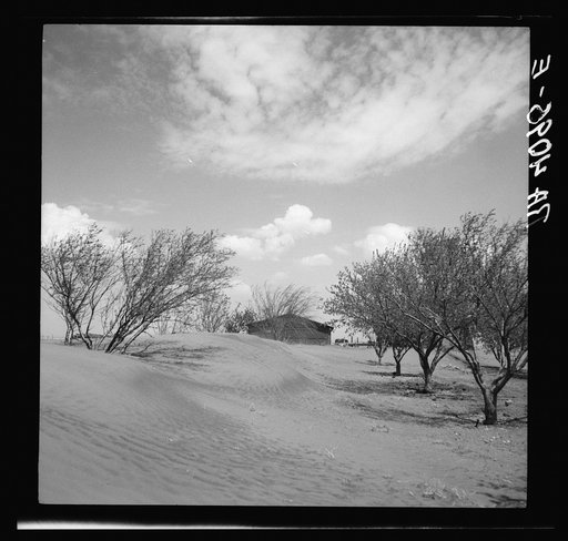 Sand dunes in orchard. Oklahoma