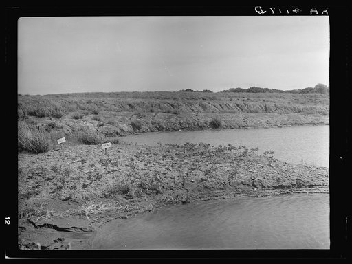 Abandoned strip coal mine leveled and planted with trees by Civilian Conservation Corps (CCC) workers. Cherokee County, Kansas