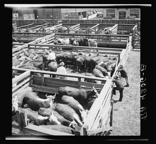 Inspecting cattle. Stockyards. Kansas City, Kansas