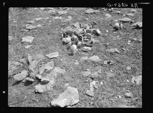 Overgrazed land. Shawnee County, Kansas