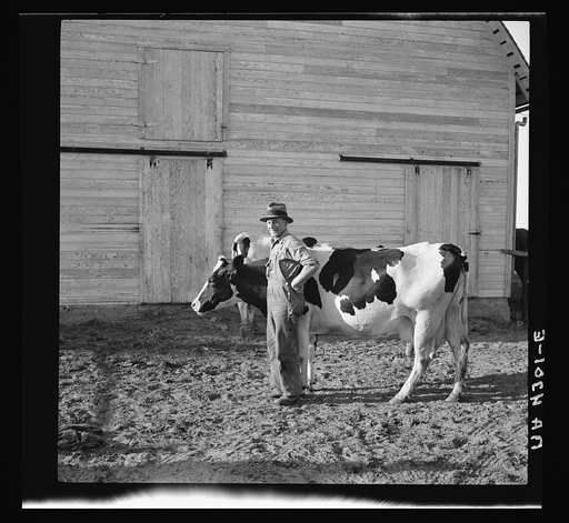 Resettled farmer and one of the cows on the Douglas County Farmsteads, Nebraska