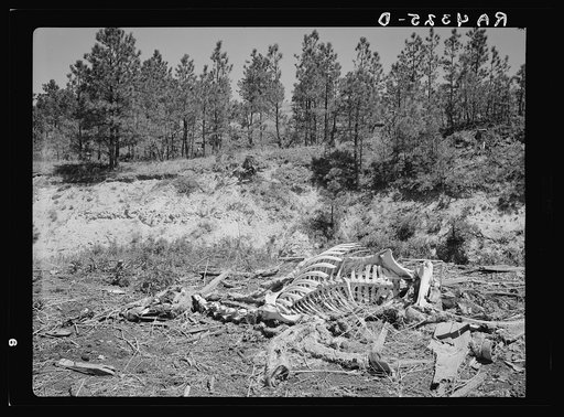 Cut-over land abandoned by homesteaders. Pine Ridge project, Dawes County, Nebraska