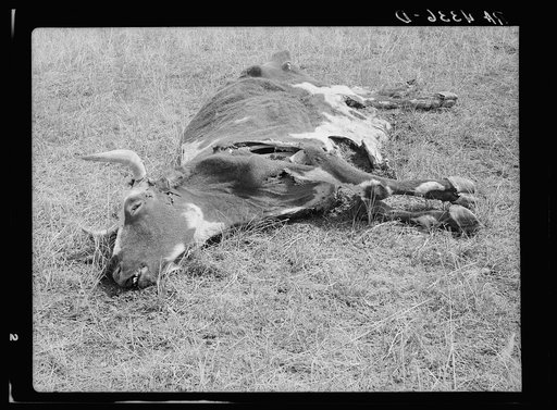 Dead longhorn cattle. Aftermath of the drought of 1934. Sioux County, Nebraska
