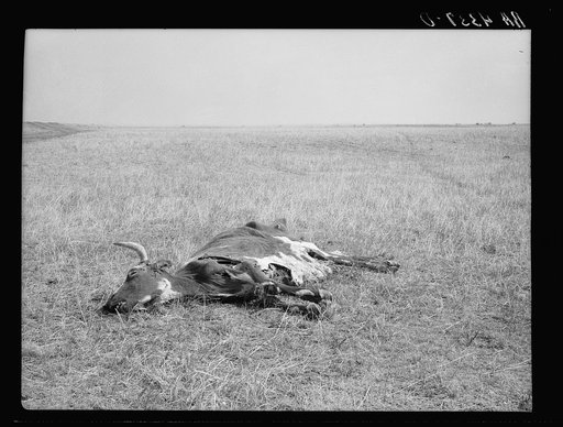 Dead longhorn cattle. Aftermath of the drought of 1934. Sioux County, Nebraska