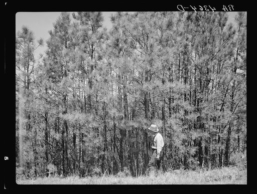 Stand of second-growth pine before thinning. Pine Ridge, Dawes County, Nebraska