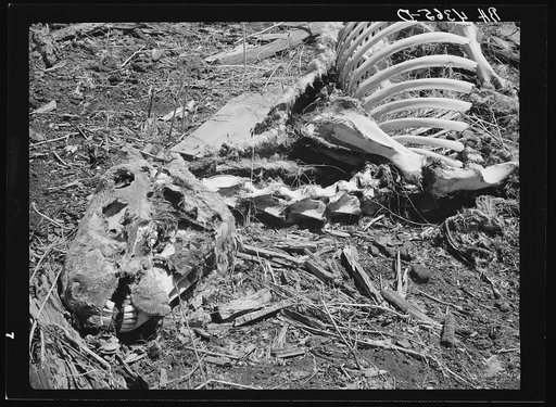 Skeleton of horse. Dawes County, Nebraska