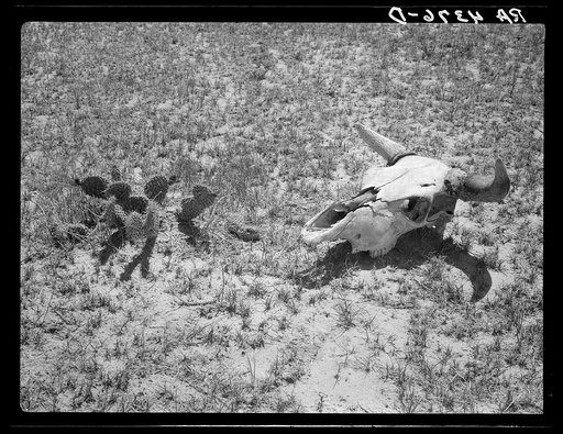 Overgrazed land. Pennington County, South Dakota