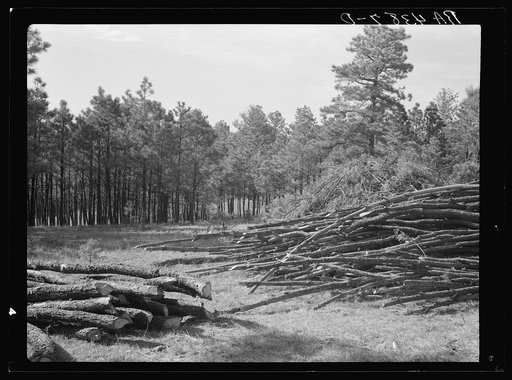 Proper care of forest: thinned area with brush and disease trees removed. Pine Ridge project. Sioux County, Nebaska