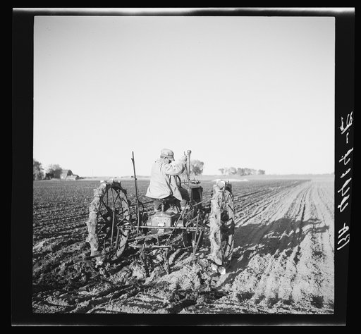 Cultivating potato field. Douglas County Farmsteads, Nebraska