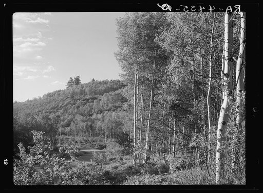 White paper bark birch. Targhee National Forest, Idaho