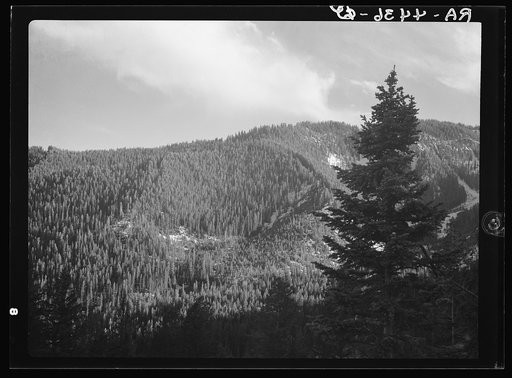 Virgin timber. Teton National Forest, Wyoming