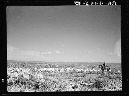 Herding sheep. Natrona County, Wyoming