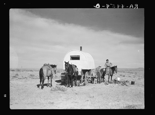 Herding sheep. Natrona County, Wyoming
