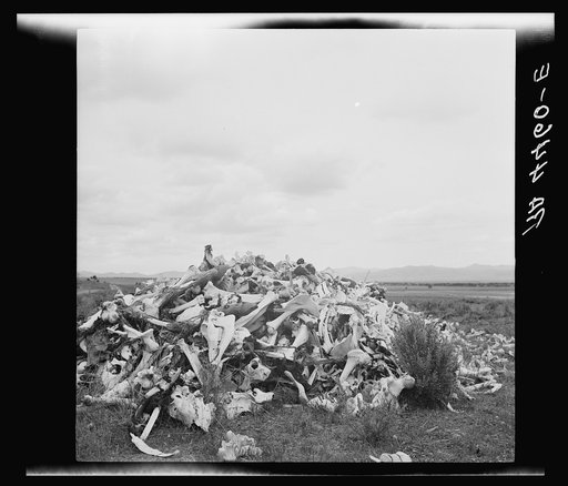 Pile of bleached bones of horses and cattle that have died on the overgrazed land in resettlement development area. Idaho