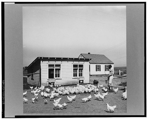 Feeding the chickens. Fairbury Farmsteads, Nebraska