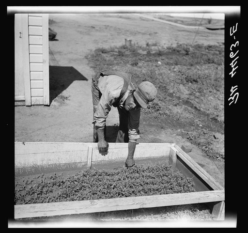 Farmsteader and tomato plants. Fairbury Farmsteads, Nebraska